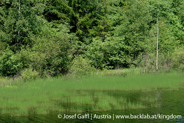 liebenau_rubener_teich-15