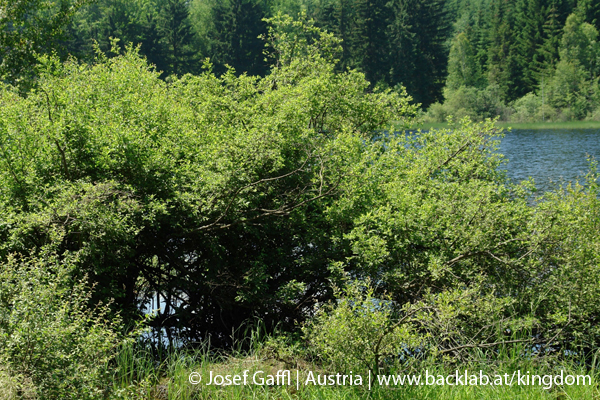 liebenau_rubener_teich-16