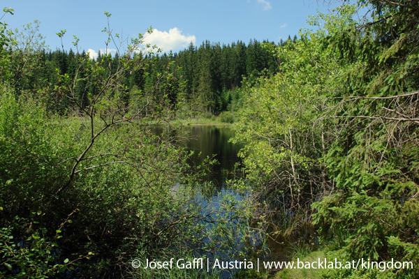 liebenau_rubener_teich-17