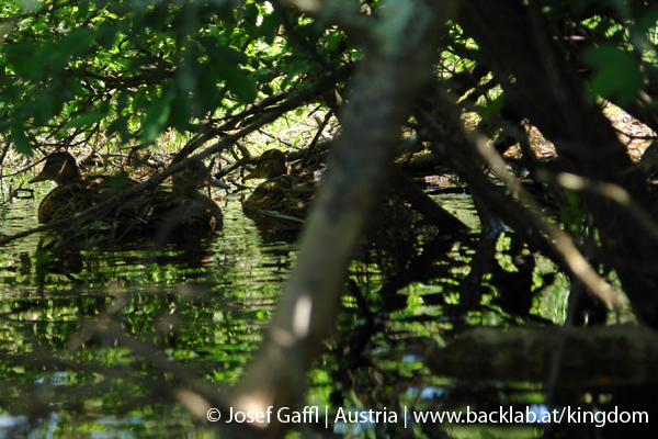 liebenau_rubener_teich-26