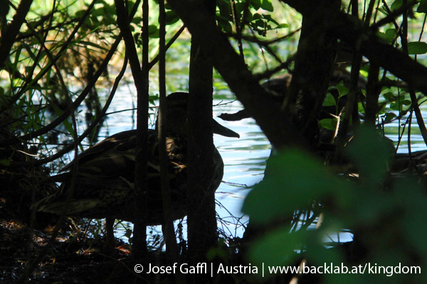 liebenau_rubener_teich-27