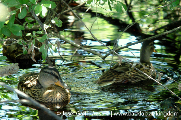 liebenau_rubener_teich-28