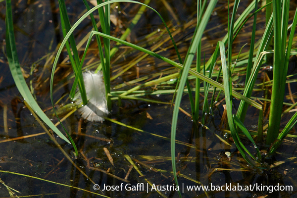 liebenau_rubener_teich-29