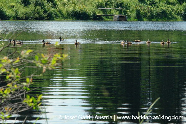 liebenau_rubener_teich-30