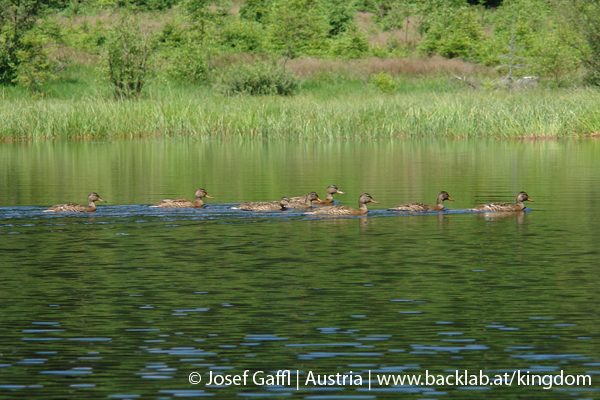 liebenau_rubener_teich-32