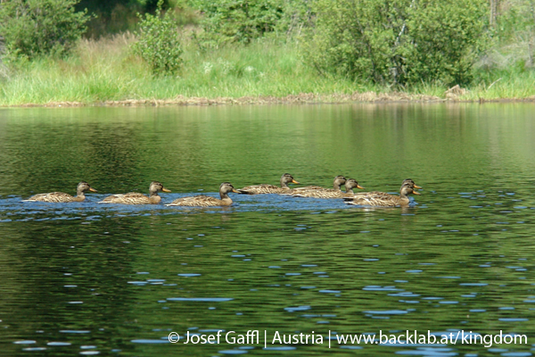 liebenau_rubener_teich-33