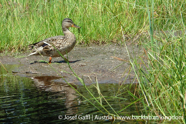 liebenau_rubener_teich-34