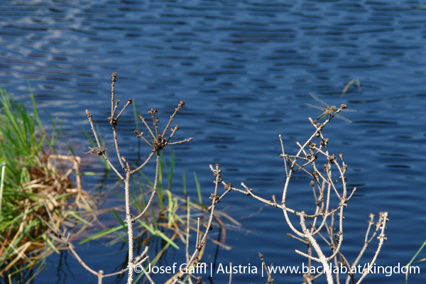 liebenau_rubener_teich-38