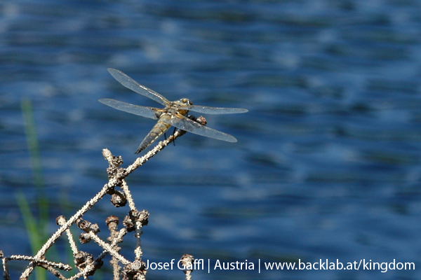 liebenau_rubener_teich-39