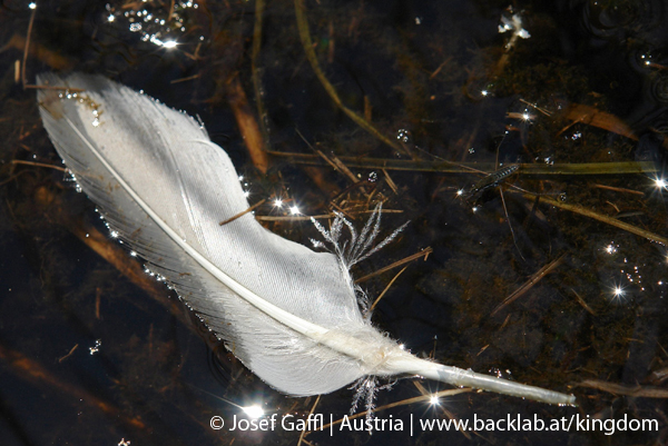 liebenau_rubener_teich-43