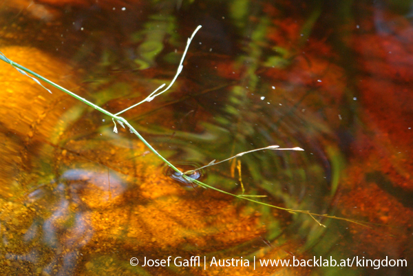 liebenau_rubener_teich-46