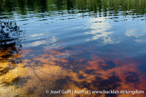 liebenau_rubener_teich-49