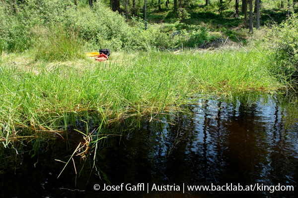 liebenau_rubener_teich-52