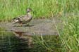 liebenau_rubener_teich-34