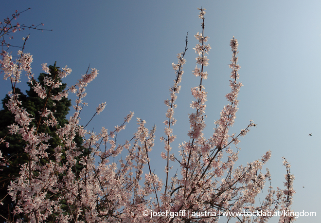 april_2009_linz_urban_flora-00