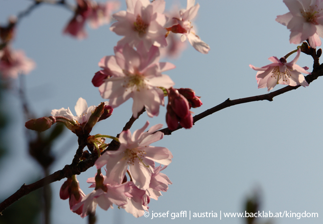 april_2009_linz_urban_flora-02