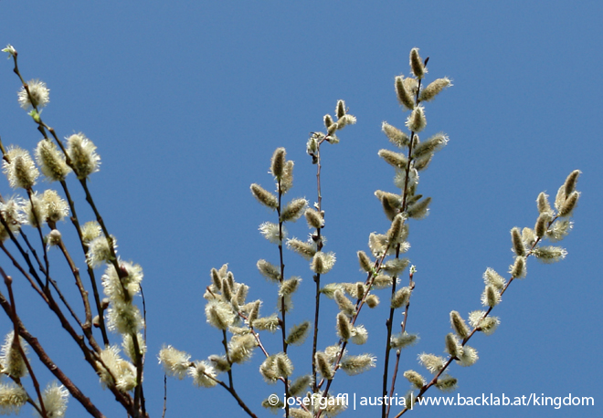 april_2009_linz_urban_flora-03