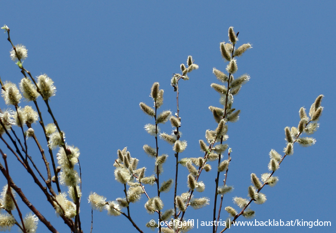 april_2009_linz_urban_flora-03