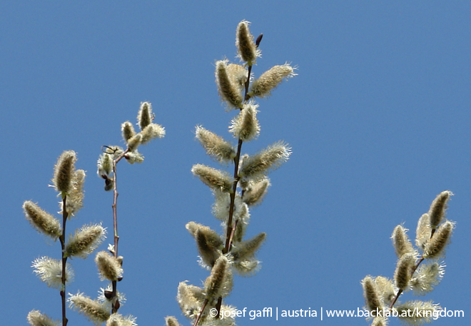 april_2009_linz_urban_flora-04