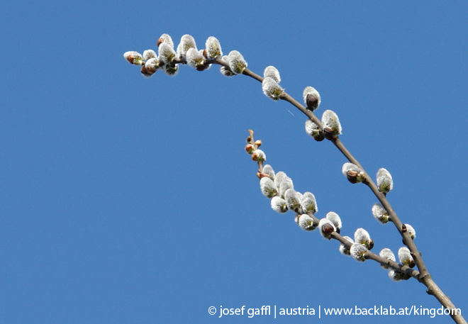 april_2009_linz_urban_flora-05