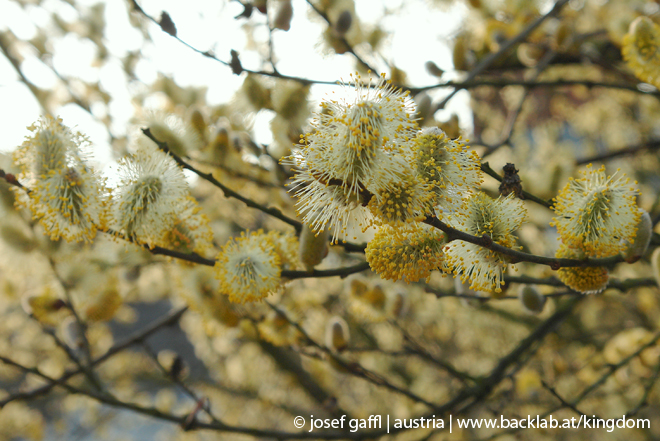 april_2009_linz_urban_flora-07