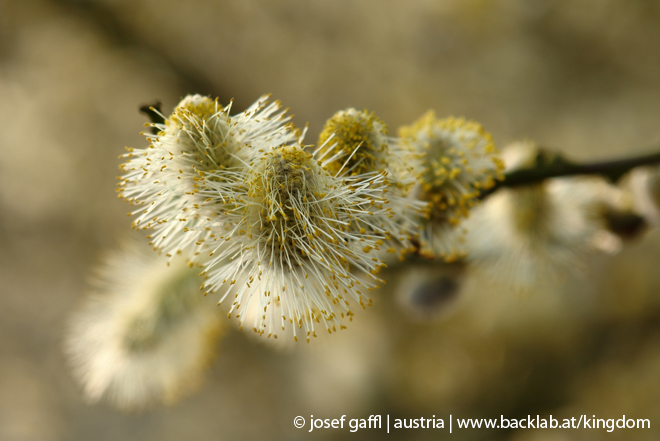 april_2009_linz_urban_flora-09