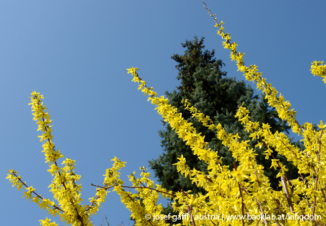 april_2009_linz_urban_flora-17