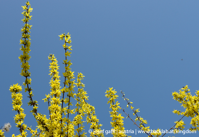 april_2009_linz_urban_flora-18