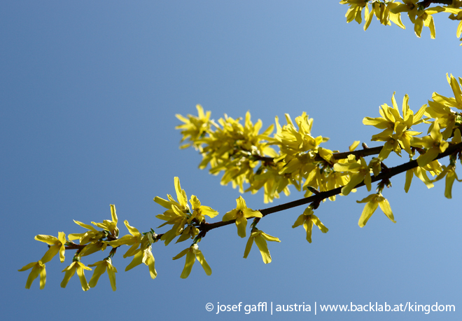 april_2009_linz_urban_flora-19