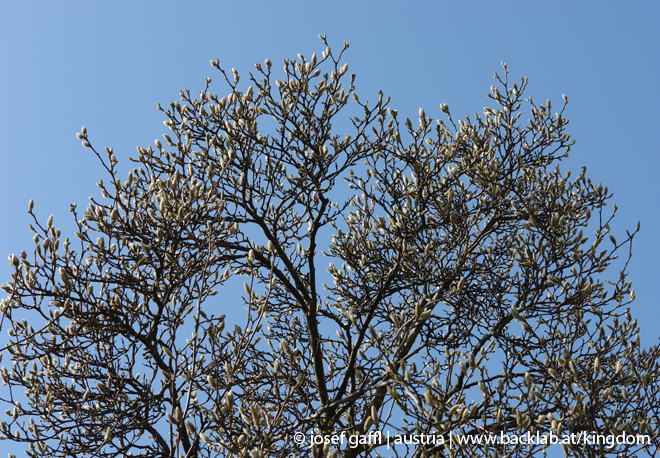 april_2009_linz_urban_flora-24