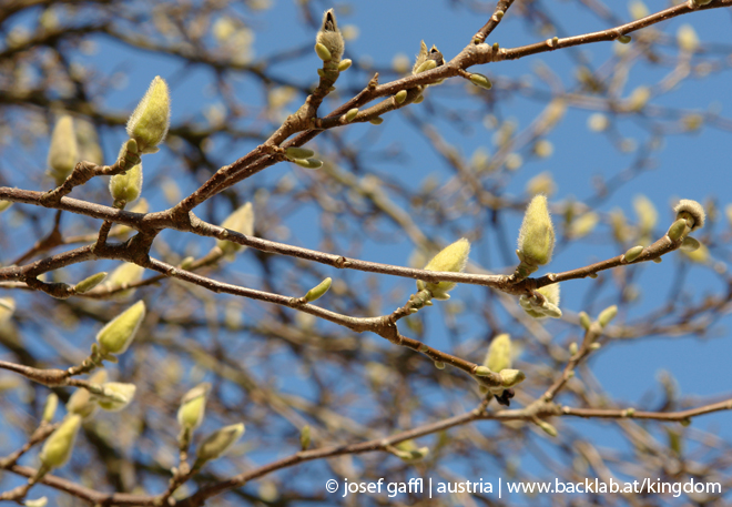 april_2009_linz_urban_flora-25