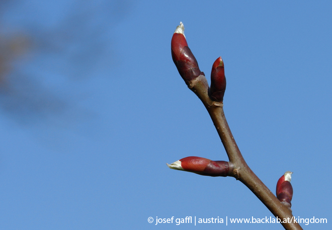 april_2009_linz_urban_flora-27