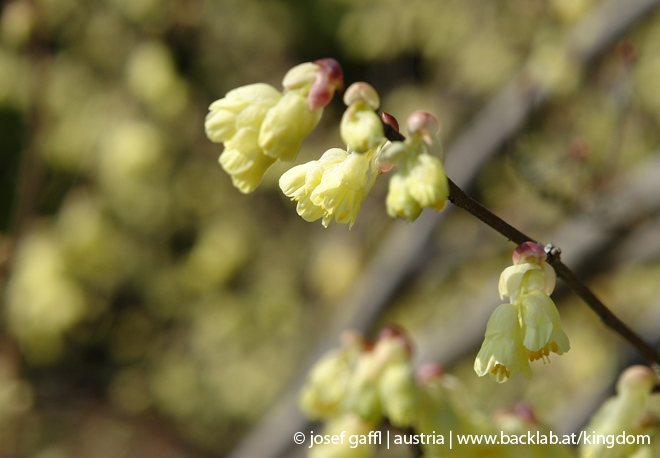 april_2009_linz_urban_flora-28