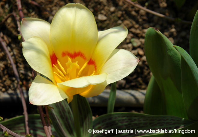 april_2009_linz_urban_flora-58