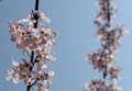 april_2009_linz_urban_flora-01