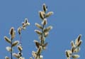 april_2009_linz_urban_flora-04