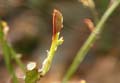 april_2009_linz_urban_flora-31