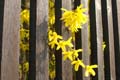 april_2009_linz_urban_flora-42