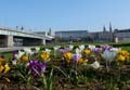 april_2009_linz_urban_flora-59