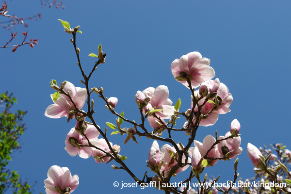 urban_flora_090414-05