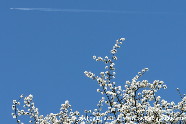 urban_flora_090414-21