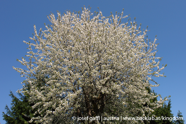 urban_flora_090414-24