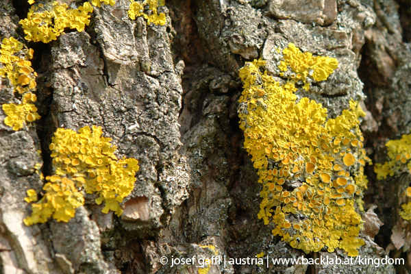 urban_flora_090414-92