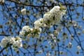 urban_flora_090414-18
