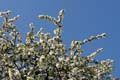 urban_flora_090414-28