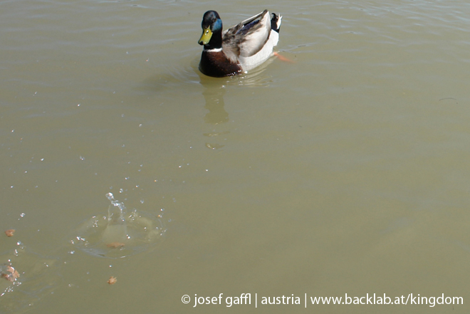 linz_danube_april_2009-22