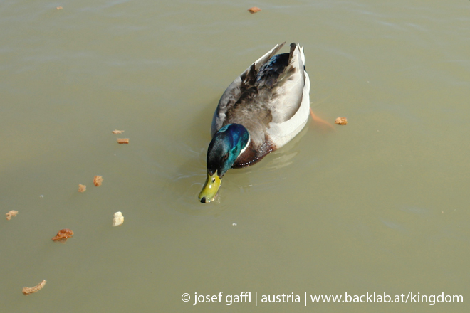 linz_danube_april_2009-23