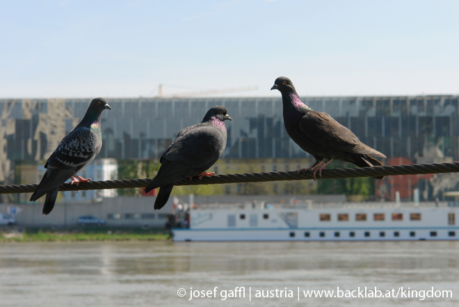 linz_danube_april_2009-64