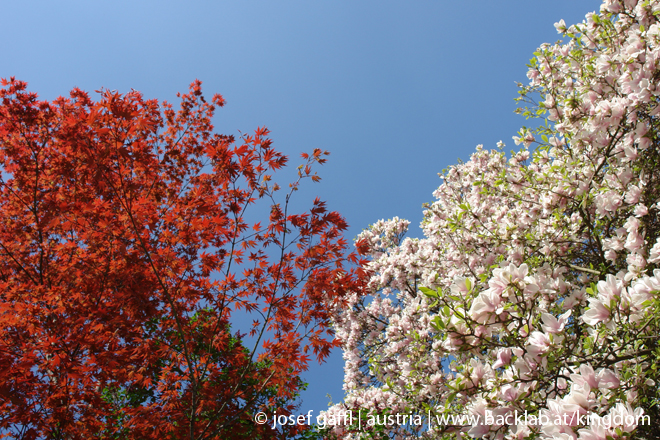 april_03_2009_linz_flora-02