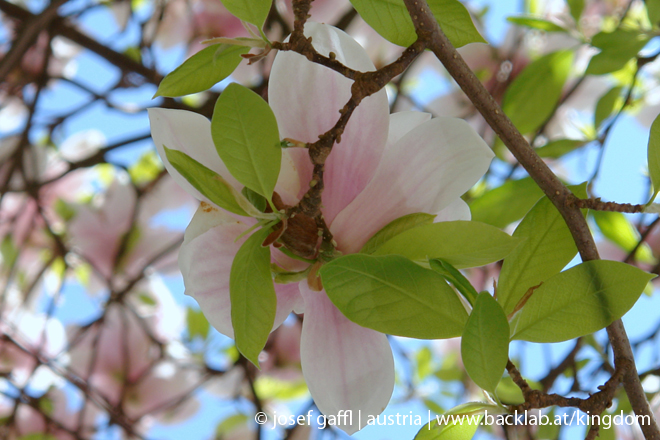 april_03_2009_linz_flora-05